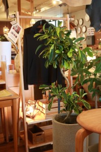 家具　富山　観葉植物　オシャレ